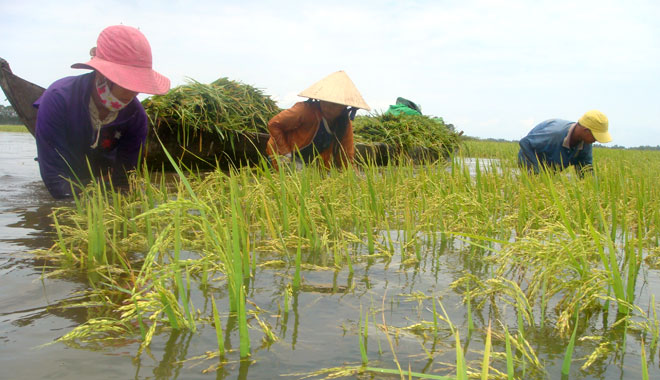 Lũ[-]lụt[-]gây[-]thiệt[-]hại[-]cho[-]sản[-]xuất[-]nông[-]nghiệp[-]ở[-]ĐBSCL